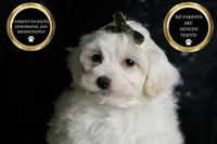 Atticus, a male Maltipoo for sale in Warsaw, IN – Photo 3 of 3