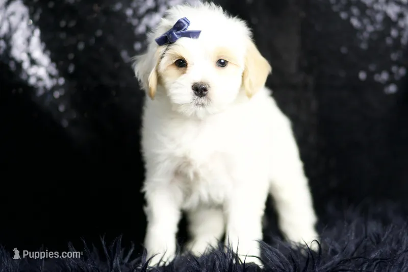 Noodle, a male Maltipoo for sale in Warsaw, IN – Photo 1 of 8