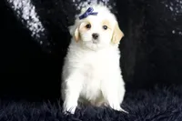 Noodle, a male Maltipoo for sale in Warsaw, IN – Photo 6 of 8