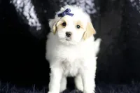 Noodle, a male Maltipoo for sale in Warsaw, IN – Photo 7 of 8