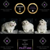 Atticus, a male Maltipoo for sale in Warsaw, IN – Photo 2 of 3
