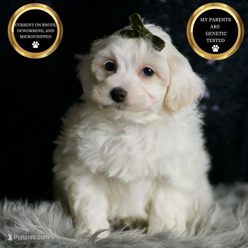 Atticus, a male Maltipoo for sale in Warsaw, IN – Photo 1 of 3