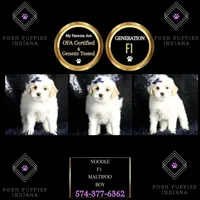 Noodle, a male Maltipoo for sale in Warsaw, IN – Photo 2 of 8