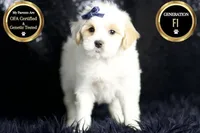 Noodle, a male Maltipoo for sale in Warsaw, IN – Photo 3 of 8