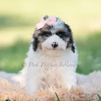 Vivi, a female Miniature Goldendoodle for sale in Warsaw, IN – 2 of 6