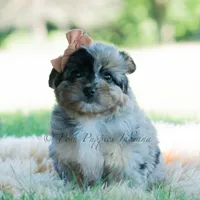 Vera, a female Pomeranian and Poodle - Toy  for sale in Warsaw, IN – 5 of 7