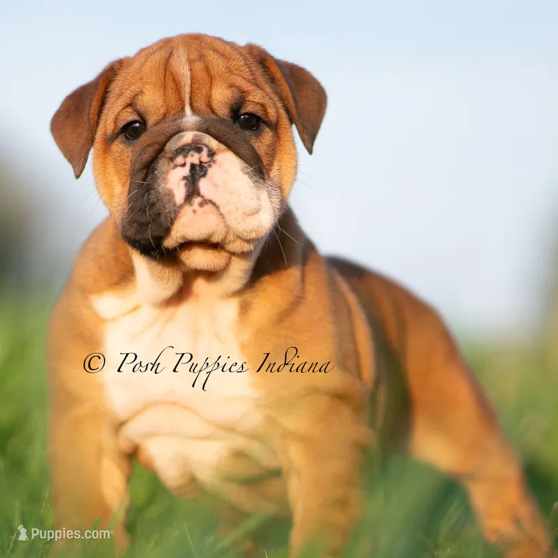 Duchess – English Bulldog puppy for sale in Warsaw, IN