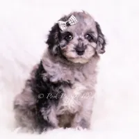 romeo, a male Poodle - Toy  for sale in Warsaw, IN – 3 of 8