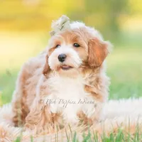 cosmo, a male Poodle - Toy  for sale in Warsaw, IN – 4 of 8