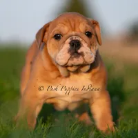 Porkchop, a male English Bulldog for sale in Warsaw, IN – 3 of 6