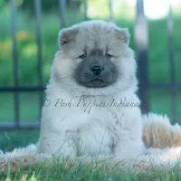Vision, a male Chow Chow for sale in Warsaw, IN – 4 of 8