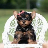 Maple, a female Yorkshire Terrier for sale in Warsaw, IN – 2 of 8