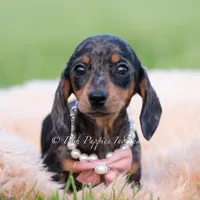 SADIE AKC, a female Miniature Dachshund for sale in Warsaw, IN – 7 of 7