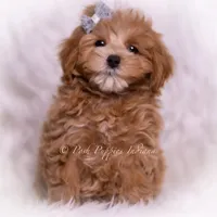 Teeko, a male Maltipoo for sale in Warsaw, IN – 5 of 6