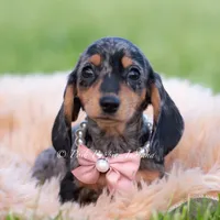 Daisy AKC, a female Miniature Dachshund for sale in Warsaw, IN – 4 of 5