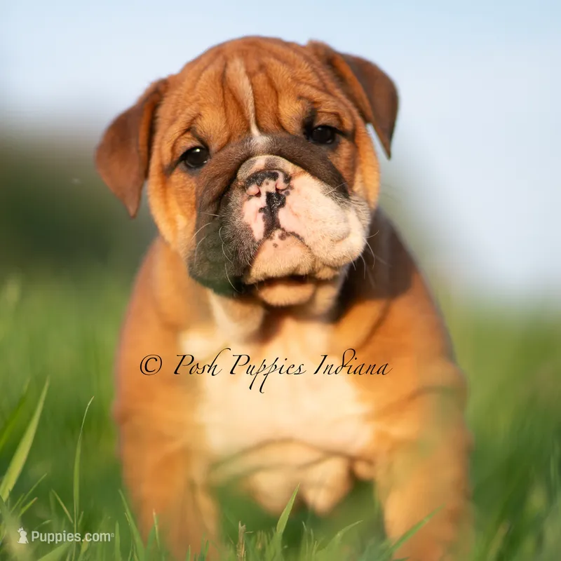 Dutchess AKC – English Bulldog puppy for sale in Warsaw, IN