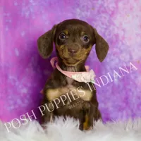 Amethest AKC, a female Miniature Dachshund for sale in Warsaw, IN – Photo 1 of 6