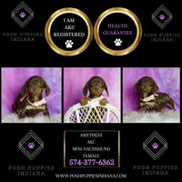 Amethest AKC, a female Miniature Dachshund for sale in Warsaw, IN – Photo 6 of 6