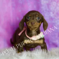Amethest AKC, a female Miniature Dachshund for sale in Warsaw, IN – Photo 4 of 6