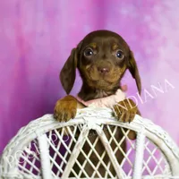 Amethest AKC, a female Miniature Dachshund for sale in Warsaw, IN – Photo 5 of 6