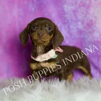 Amethest AKC, a female Miniature Dachshund for sale in Warsaw, IN – Photo 2 of 6