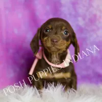 Amethest AKC, a female Miniature Dachshund for sale in Warsaw, IN – Photo 3 of 6