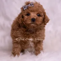 Bravo, a male Maltipoo for sale in Warsaw, IN – 3 of 8