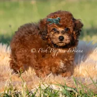 Burley AKC, a male Poodle - Toy  for sale in Warsaw, IN – 2 of 5