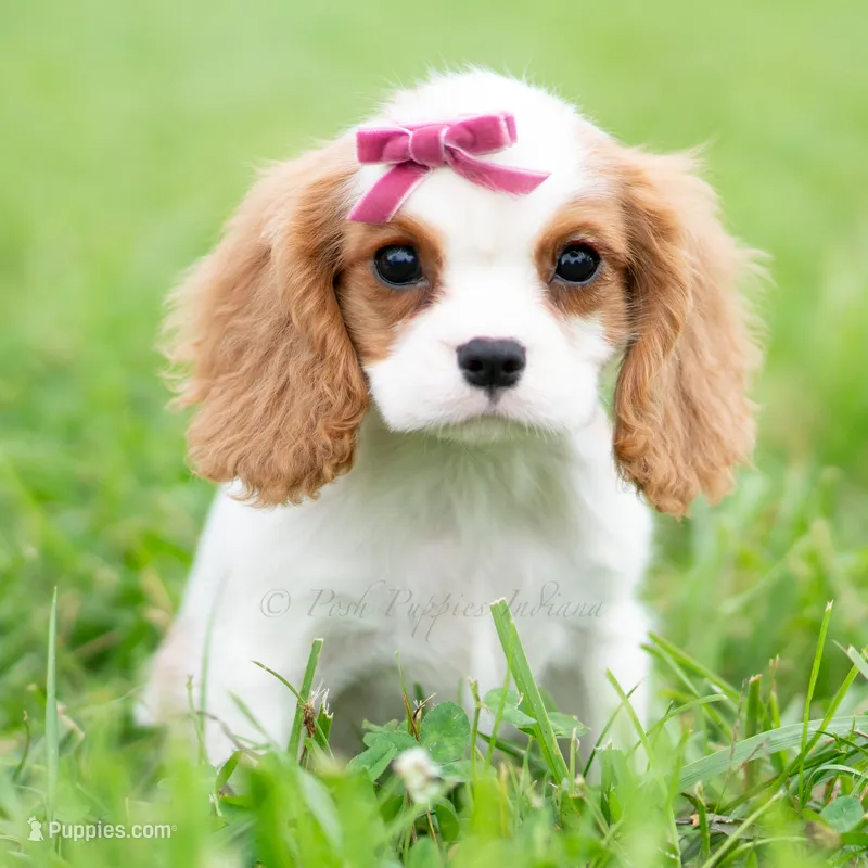 Maggie UABR – Cavalier King Charles Spaniel puppy for sale in Warsaw, IN