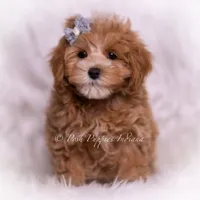 Teeko, a male Maltipoo for sale in Warsaw, IN – 6 of 6