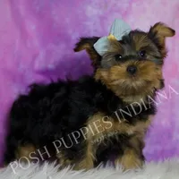 Buttons, a male Yorkshire Terrier for sale in Warsaw, IN – 4 of 5