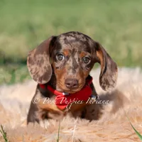 Artie AKC, a male Miniature Dachshund for sale in Warsaw, IN – 1 of 3
