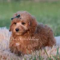 Churro, a male Maltipoo for sale in Warsaw, IN – 2 of 6