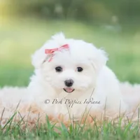Tulip, a female Maltese for sale in Warsaw, IN – 8 of 8