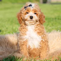 Pluto, a male Poodle - Toy  for sale in Warsaw, IN – 3 of 6