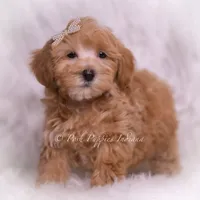 Tiana, a female Maltipoo for sale in Warsaw, IN – 6 of 6