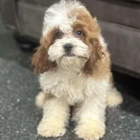 Dunkin, a male Cavapoo for sale in Warsaw, IN – Photo 2 of 2