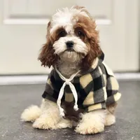Dunkin, a male Cavapoo for sale in Warsaw, IN – Photo 1 of 2