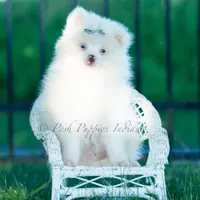 Marshmallow, a male Pomeranian for sale in Warsaw, IN – 4 of 6