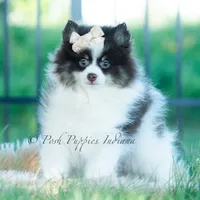 Nutella , a male Pomeranian for sale in Warsaw, IN – 6 of 7