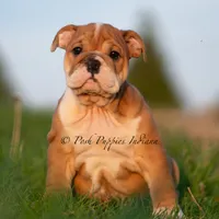 Tank AKC, a male English Bulldog for sale in Warsaw, IN – 2 of 3