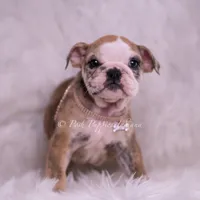 Verushka AKC, a female English Bulldog for sale in Warsaw, IN – 2 of 7