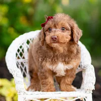 Willy wonka, a male Yorkshire Terrier and Poodle - Toy  for sale in Warsaw, IN – 5 of 8