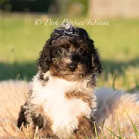 Fudge Swirls, a male Poodle - Toy  for sale in Warsaw, IN – 5 of 6