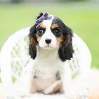 Prissy UABR, a female Cavalier King Charles Spaniel for sale in Warsaw, IN – 4 of 9