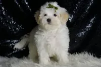 Chunky, a male Maltipoo for sale in Warsaw, IN – Photo 6 of 6