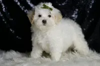 Chunky, a male Maltipoo for sale in Warsaw, IN – Photo 5 of 6