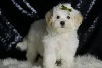 Chunky, a male Maltipoo for sale in Warsaw, IN – Photo 4 of 6