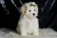 Chunky, a male Maltipoo for sale in Warsaw, IN – Photo 3 of 6