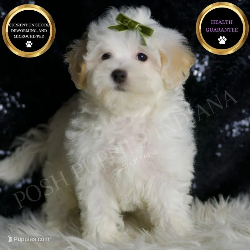 Chunky – Maltipoo puppy for sale in Warsaw, IN